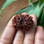 12 Mukhi Nepali Rudraksha