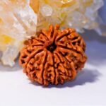 10 Mukhi Nepali Rudraksha