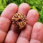 11 Mukhi Nepali Rudraksha