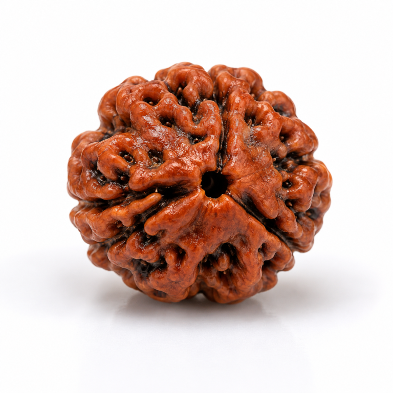 3 Mukhi Nepali Rudraksha Original