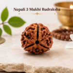 3 Mukhi Nepali Rudraksha Original