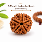 5 Mukhi Rudraksh Beads (With Certificate)