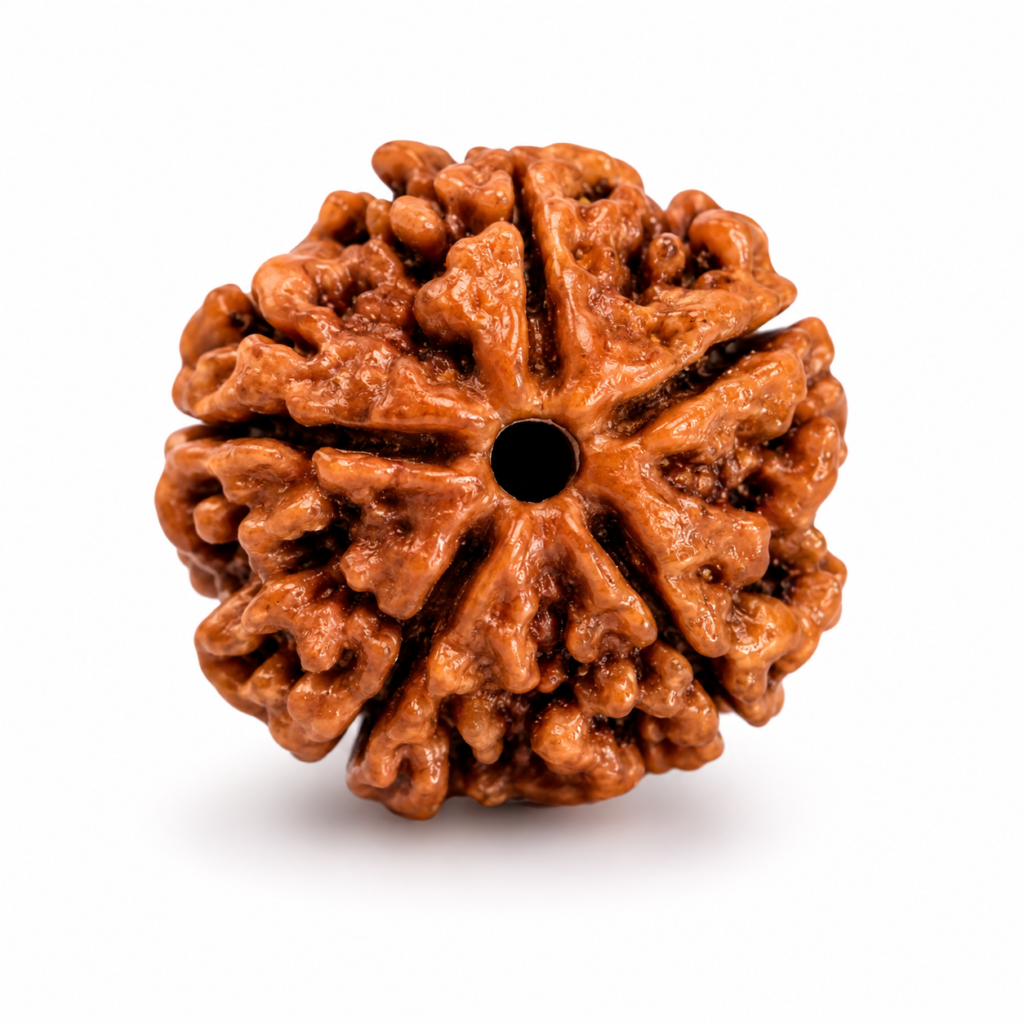 5 Mukhi Rudraksh Beads (With Certificate)