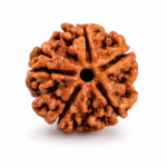 5 Mukhi Rudraksh Beads (With Certificate)