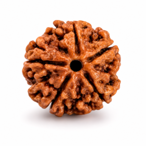 5 Mukhi Rudraksh Beads (With Certificate)