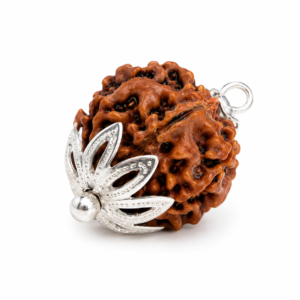 7 Mukhi Rudraksha Beads (With Certification)