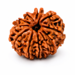 10 Mukhi Nepali Rudraksha
