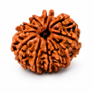 10 Mukhi Nepali Rudraksha