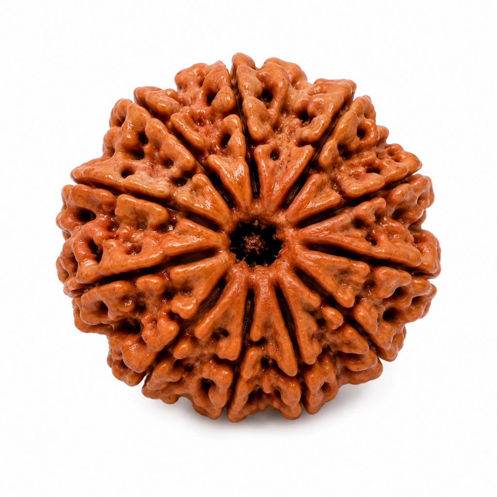 11 Mukhi Nepali Rudraksha – Powerful Bead