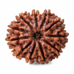 12 Mukhi Nepali Rudraksha
