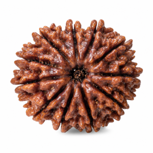 12 Mukhi Nepali Rudraksha