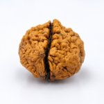 2 Mukhi Nepali Rudraksha