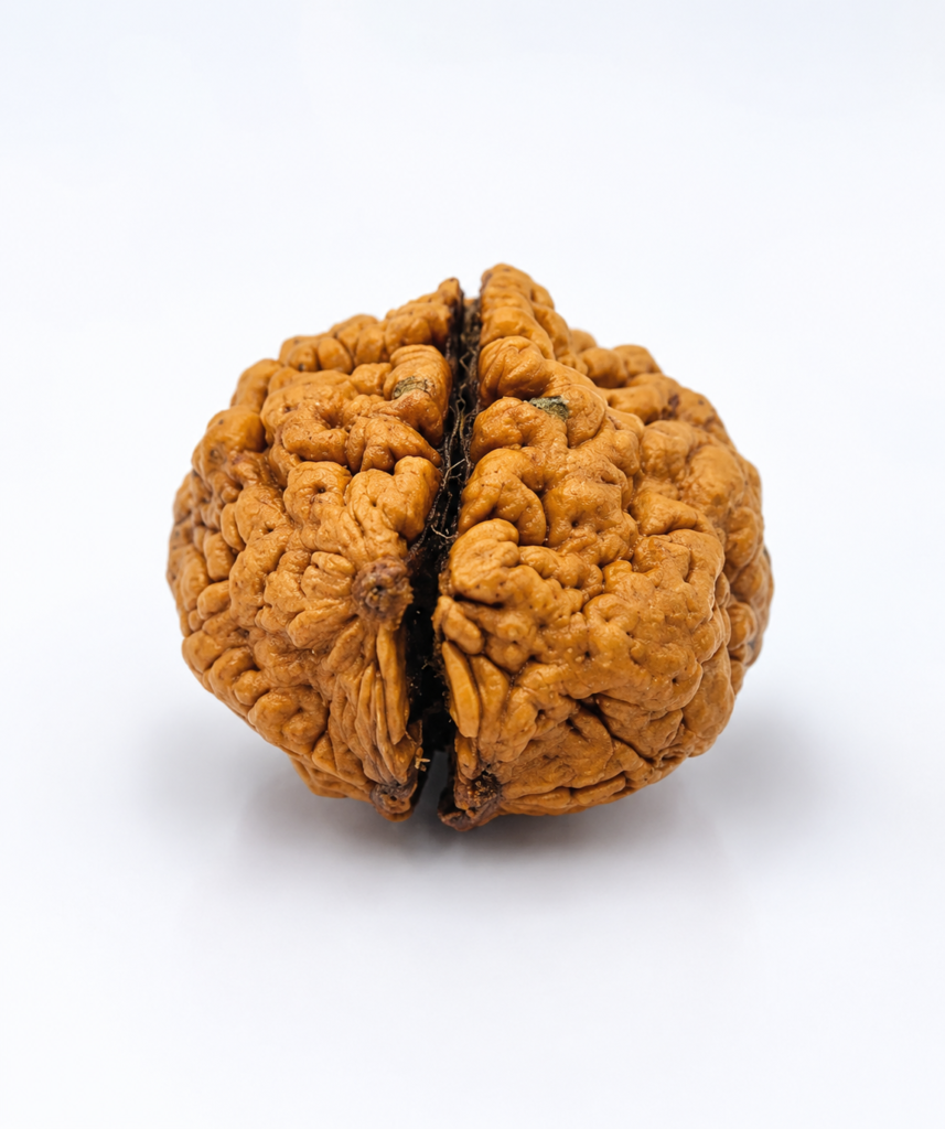 2 Mukhi Nepali Rudraksha
