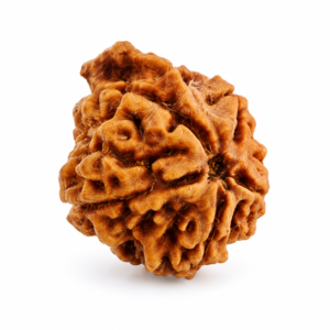 Ganesh Mukhi Rudraksha